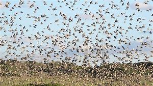 Birds swarming